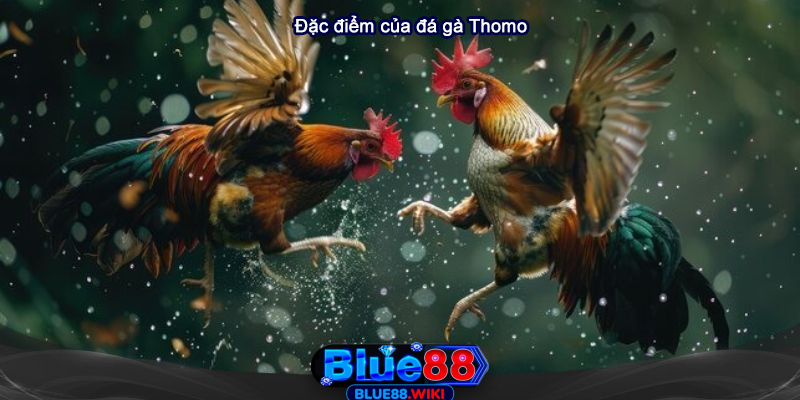 Đặc điểm của đá gà Thomo tại Blue88