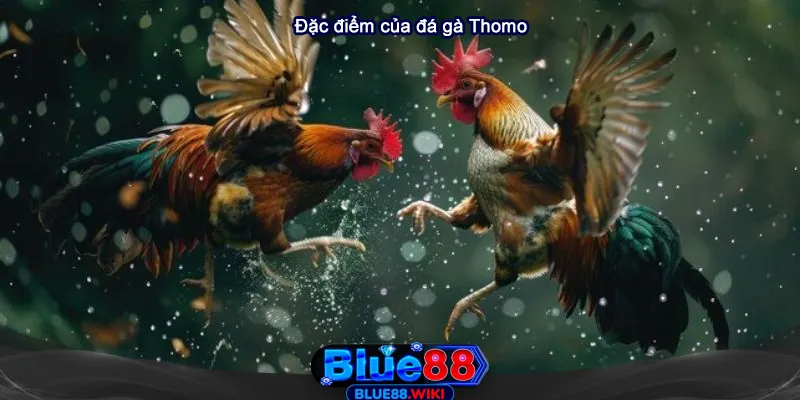 Đặc điểm của đá gà Thomo tại Blue88