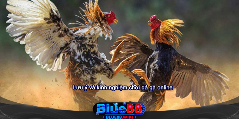 Lưu ý và kinh nghiệm chơi đá gà online