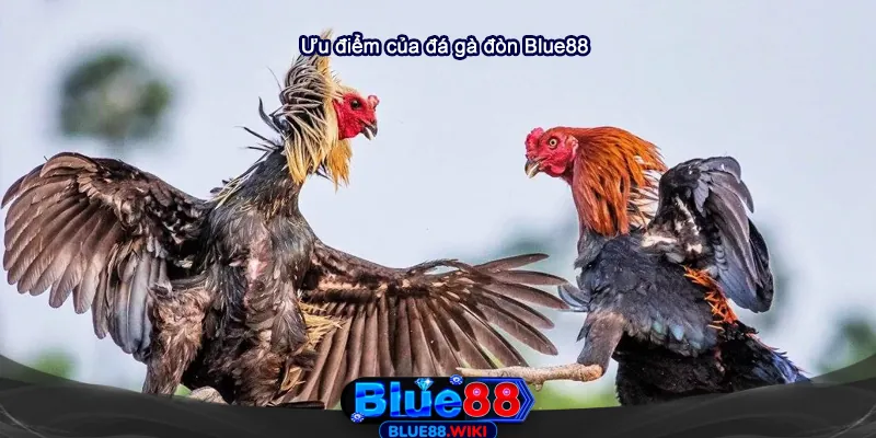 Những ưu điểm của đá gà đòn tại Blue88 