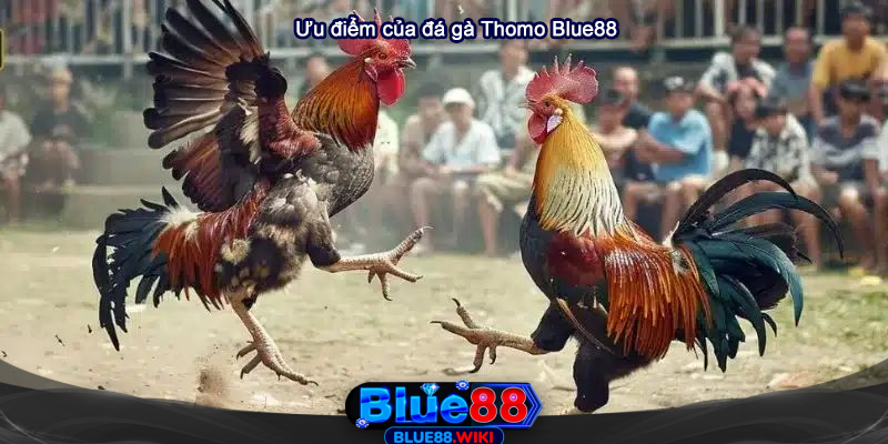 Những ưu điểm của đá gà Thomo Blue88