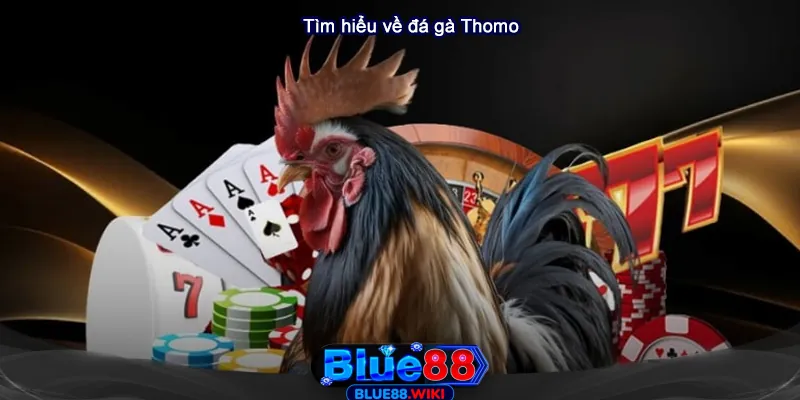 Tìm hiểu về đá gà Thomo