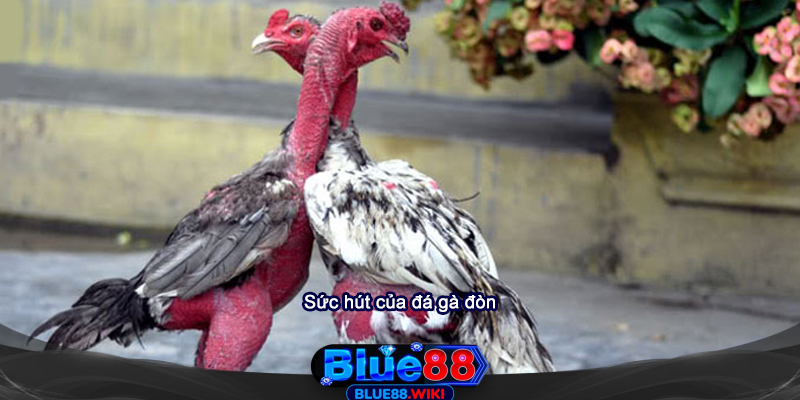 Tìm hiểu về sức hút của đá gà đòn