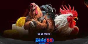 Top 4 Lý Do Khiến Đá Gà Thomo Tại Blue88 Được Yêu Thích