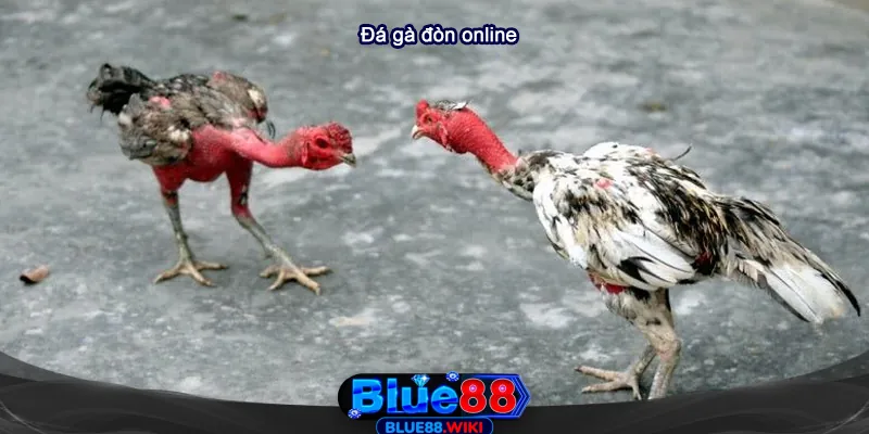 Trải Nghiệm Đá Gà Đòn Online Đỉnh Cao Tại Blue88