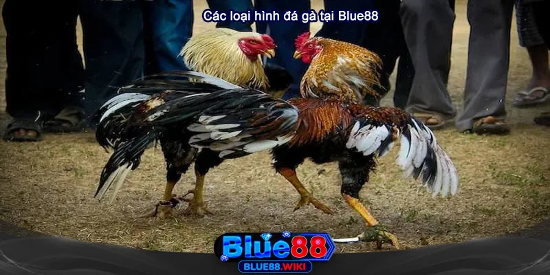 Các loại hình đá gà Blue88 nổi bật