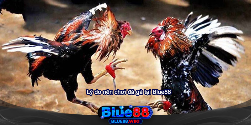 Lý do nên cược đá gà tại Blue88