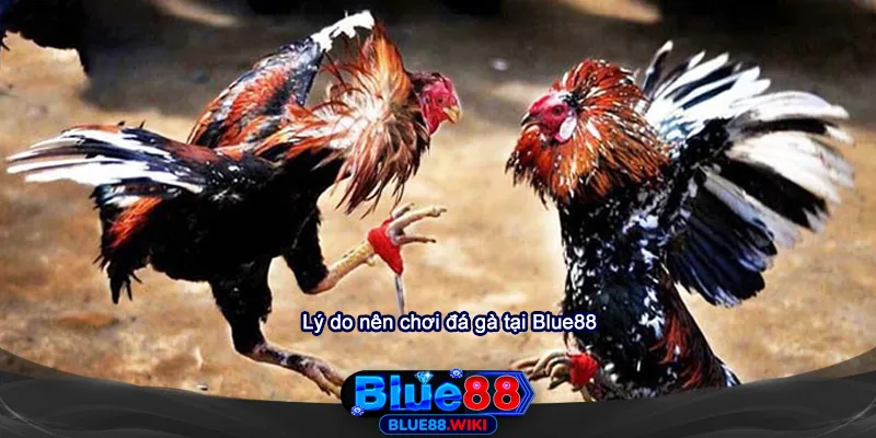 Lý do nên cược đá gà tại Blue88