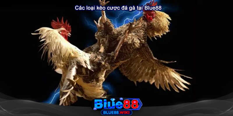 Tổng hợp các loại kèo đá gà tại Blue88